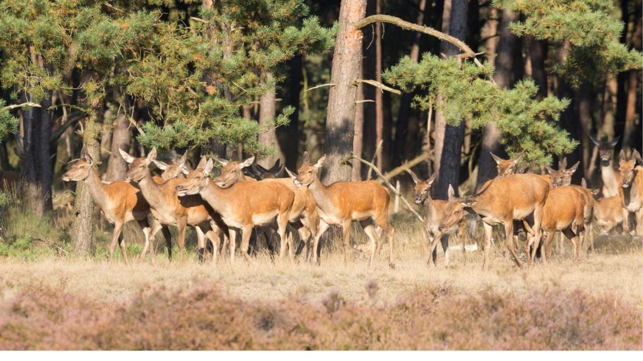 Stayatsas Tiny House Julia In De Bossen Op De Veluwe! 伊皮 外观 照片